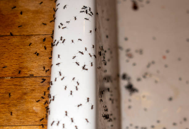 Best Termite Control Services  in Downers Grove, IL