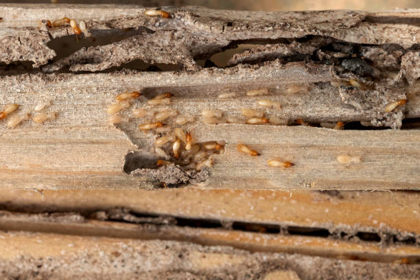 Best Commercial Pest Control Services  in Downers Grove, IL