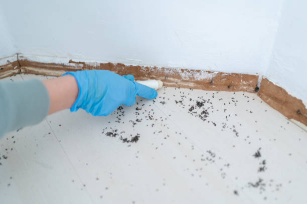 Best Pest Control Near Me in Downers Grove, IL